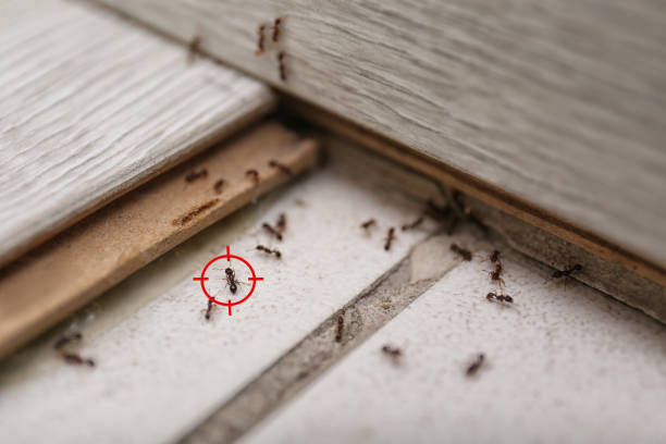 Best Wasp Removal Services  in Carnegie, OK
